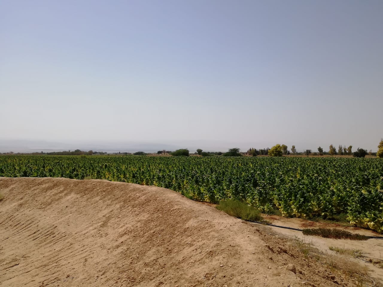 الجمارك تضبط مزرعة تبغ مساحتها أكثر من 200 دونم و 70 طنا من مستلزمات انتاج السجائر&lt;br&gt;