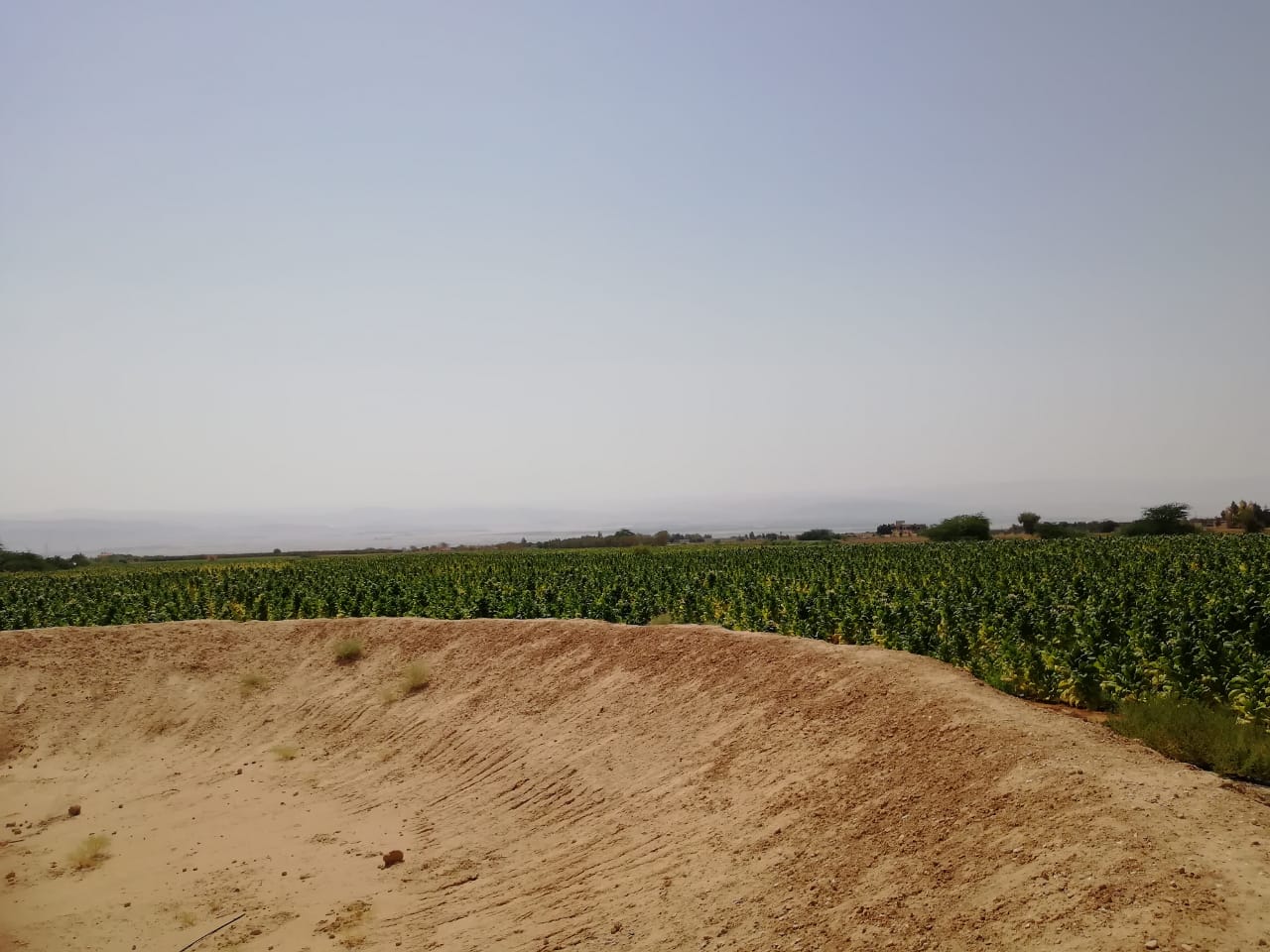 الجمارك تضبط مزرعة تبغ مساحتها أكثر من 200 دونم و 70 طنا من مستلزمات انتاج السجائر&lt;br&gt;