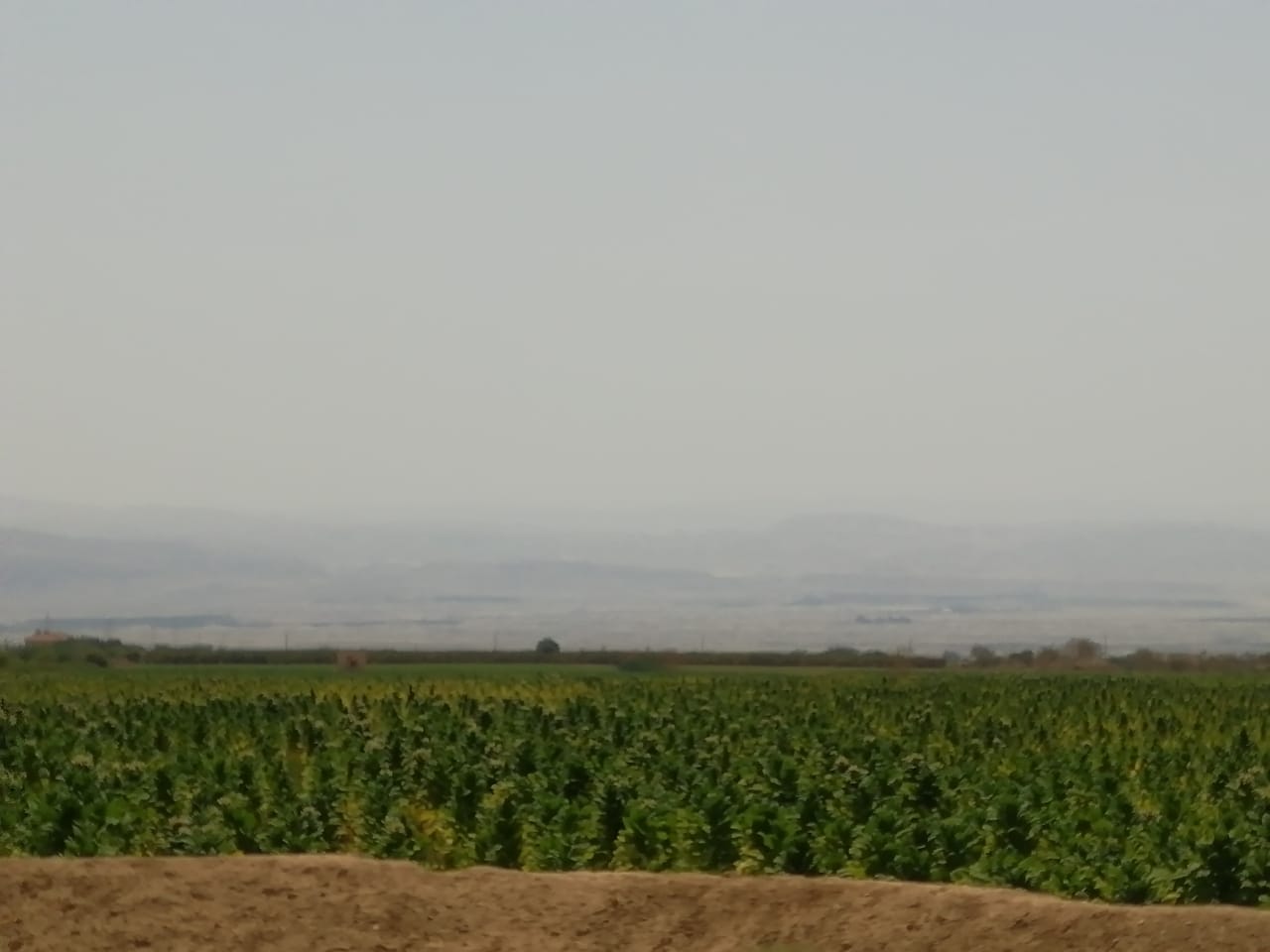 الجمارك تضبط مزرعة تبغ مساحتها أكثر من 200 دونم و 70 طنا من مستلزمات انتاج السجائر&lt;br&gt;