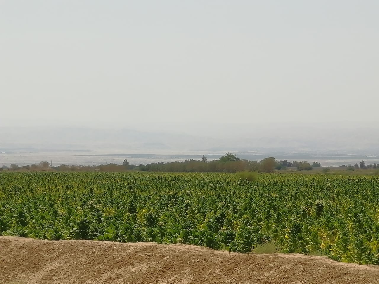 الجمارك تضبط مزرعة تبغ مساحتها أكثر من 200 دونم و 70 طنا من مستلزمات انتاج السجائر&lt;br&gt;