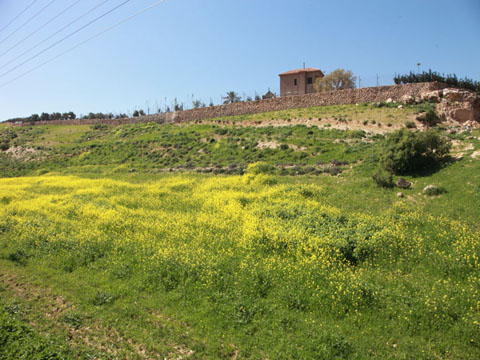 ربيع الأردن