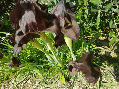 السوسنة السوداء.. 