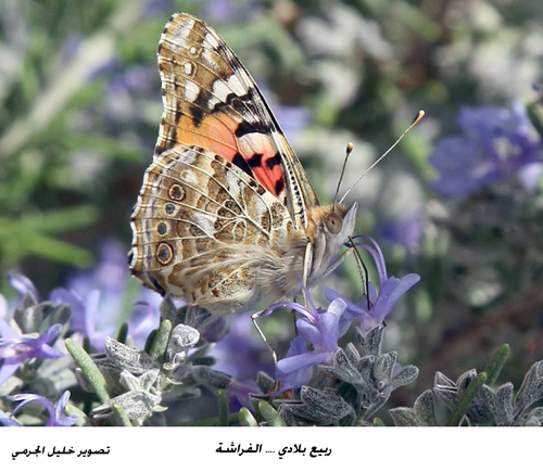 ربيع بلادي .. الفراشة..