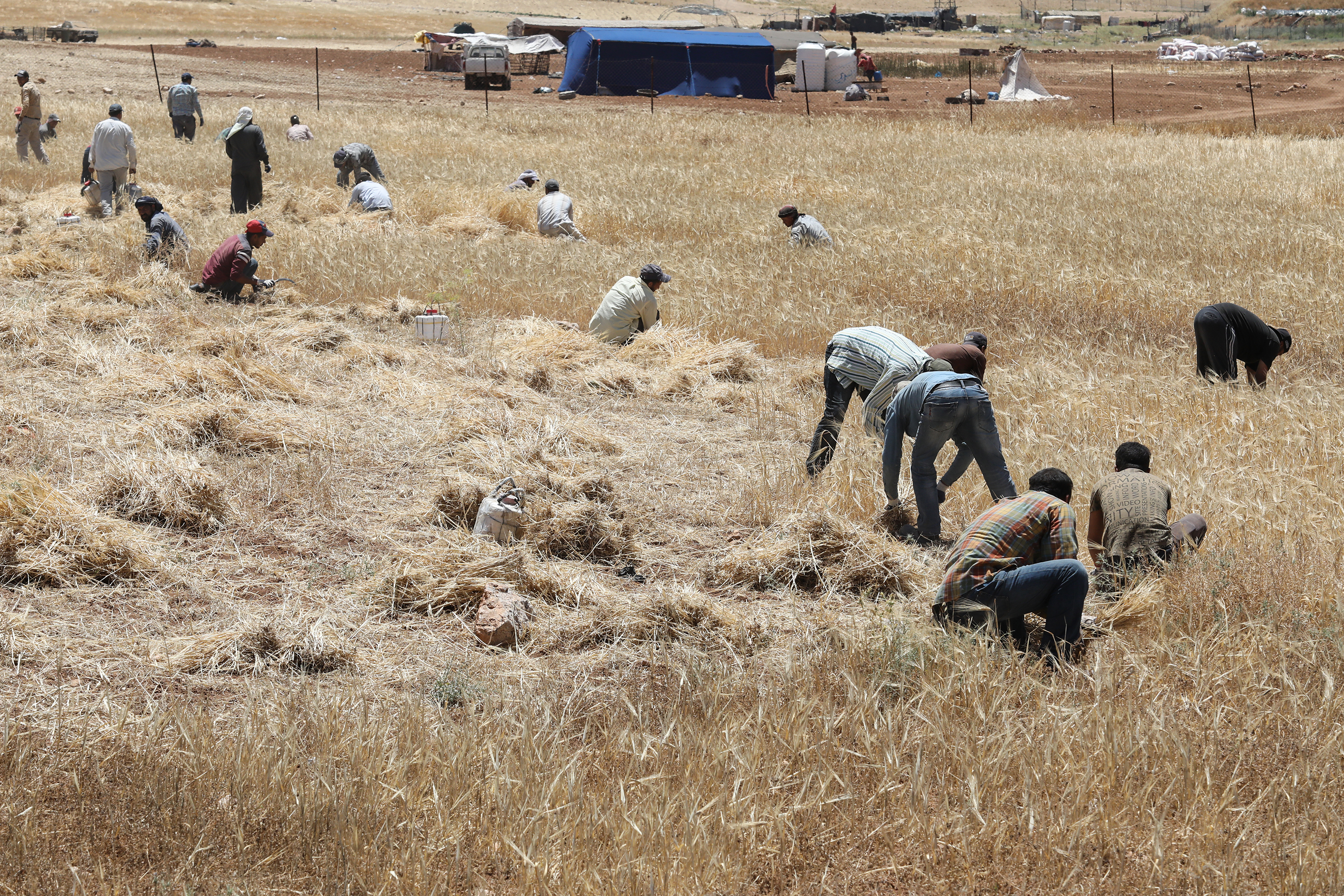 مزارعين يحصدون الشعير مع بداية موسم الحصاد في احد الحقول في اطراف العاصمة عمان تصوير: احمد عبده