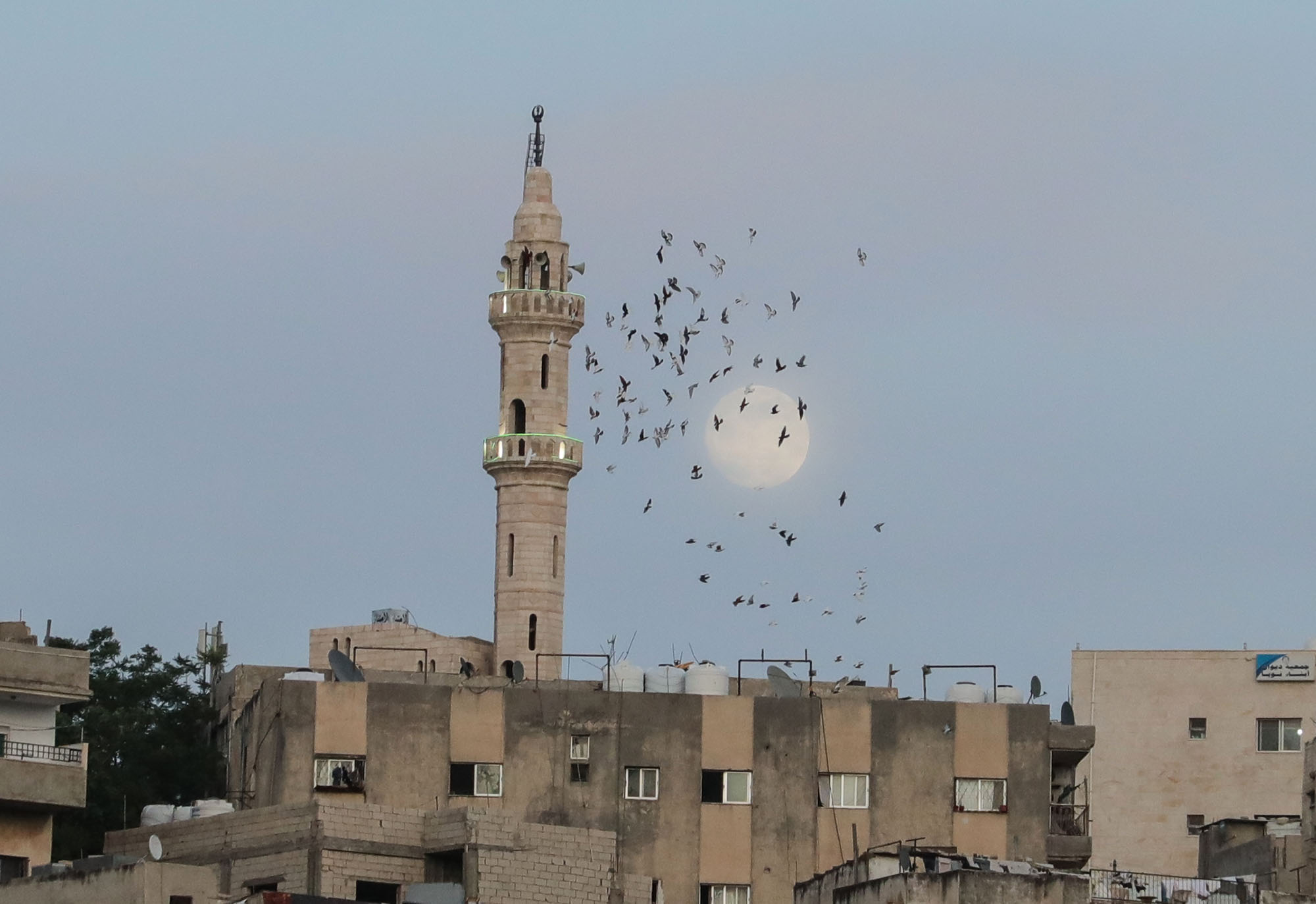 سرب حمام يحلق حول مأذنة الجامع لحظة تولد البدر وقت الغروب   تصوير: احمد عبده 