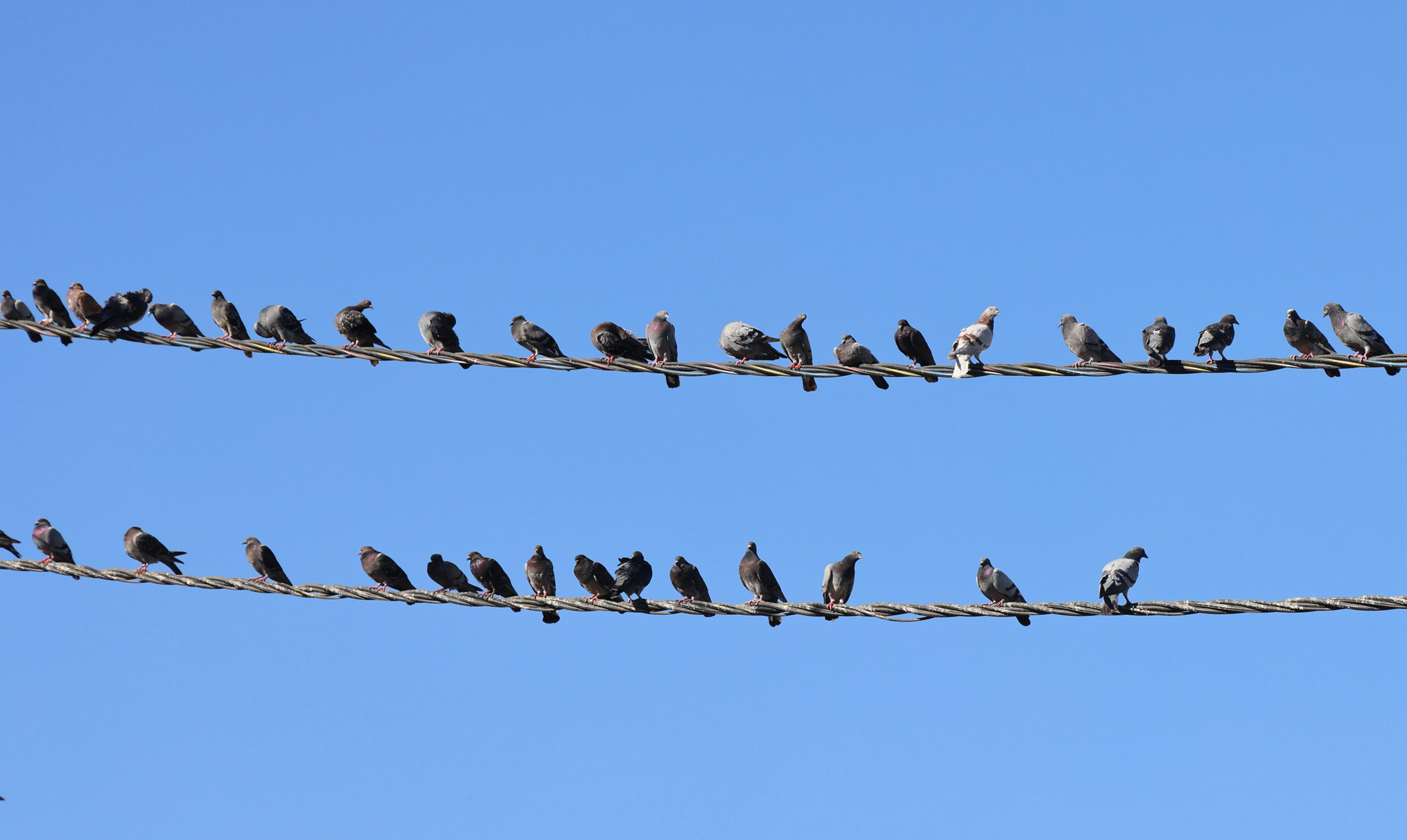 سرب من الطيور ياخذ قسطا من الراحة على احد خطوط الكهرباء في عمان ... تصوير عوض الطويل