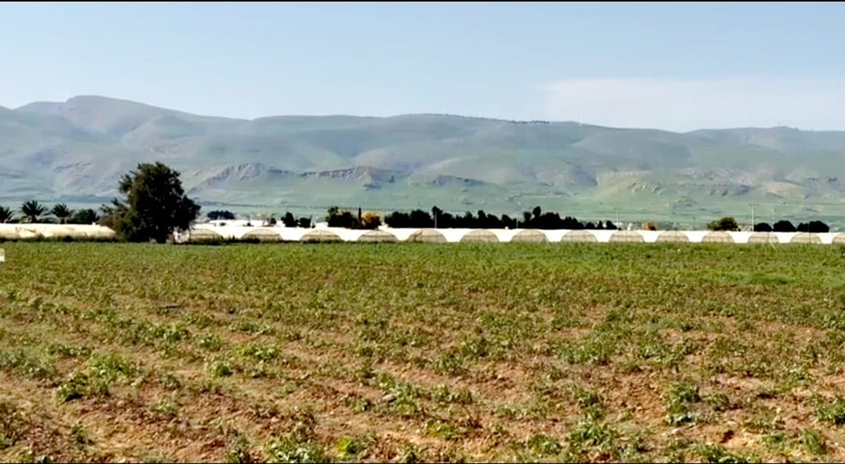 الأغوار الوسطى إحدى سِلَال الغذاء الأردنية الخصبة...تصوير رانا النمرات