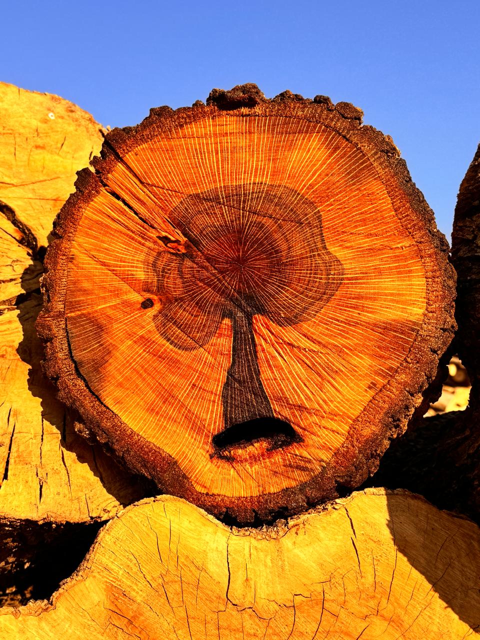 إبداع الخالق... حيث يتجلى رسمٌ حيّ لشجرة السنديان في أسفل جذعها.  تصوير وتعليق: رانا النمرات